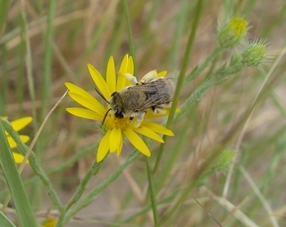 Tetraloniella eriocarpi, long-horned bee