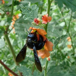 Xylocopa californica arizonensis, Arizona Carpenter Bee