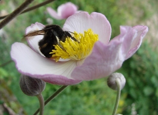Bombus ignitus, Fiery Bumble Bee