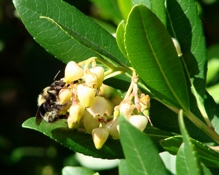 Bombus melanopygus, Black-tailed Bumble Bee