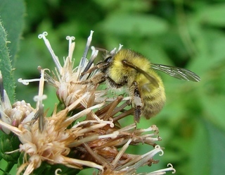 Bombus picipes, Black-footed Bumble Bee