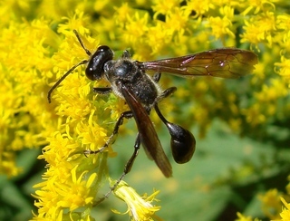 Isodontia mexicana, Mexican grass-carrying wasp