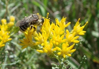 Melissodes paroselae, Parosela Long-horned Bee