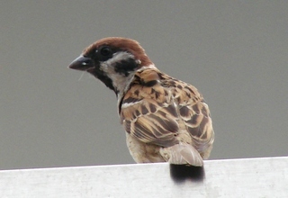 Passer montanus, Eurasian Tree Sparrow
