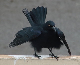 Quiscalus niger, Greater Antillean Grackle