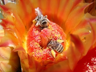 Svastra duplocincta, long-horned bee