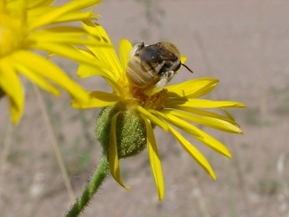 Tetraloniella eriocarpi, long-horned bee