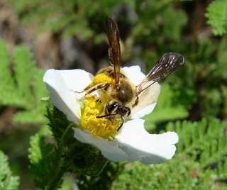 Andrena auricoma, bee