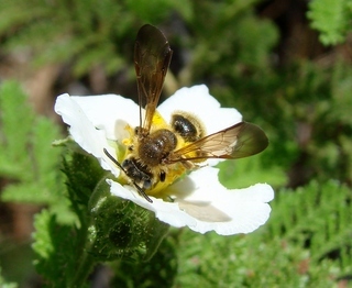 Andrena auricoma, bee