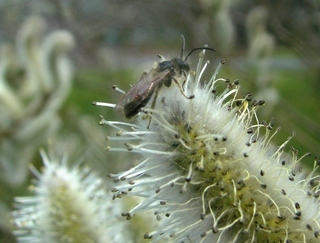 Andrena bisalicis