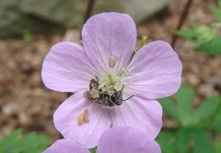 Andrena distans, andrenine bee
