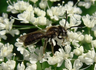 Andrena platyparia, andrenine bee