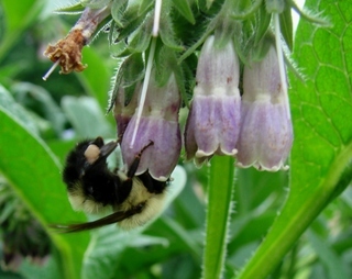 Bombus vagans, Half-black Bumble Bee
