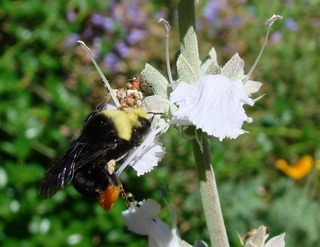 Bombus vosnesenskii, Yellow-faced Bumble Bee