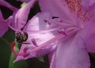 Lasioglossum quebecense, sweat bee