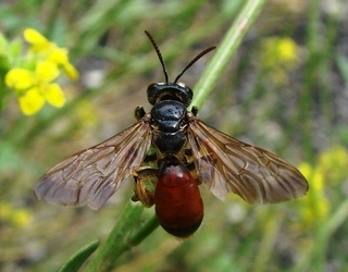 Andrena scita, andrenid bee