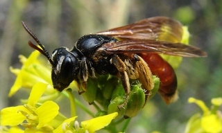 Andrena scita, andrenid bee