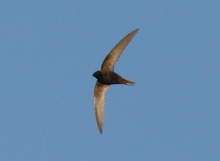 Apus apus, Common Swift