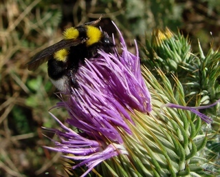 Bombus argillaceus, Argillaceous Bumble Bee