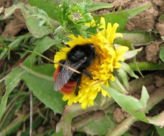 Bombus coccineus, Scarlet-tailed Bumble Bee