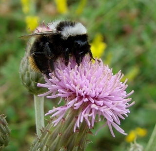 Bombus lapidarius caucasicus, Caucasian Bumble Bee