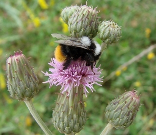 Bombus lapidarius caucasicus, Caucasian Bumble Bee