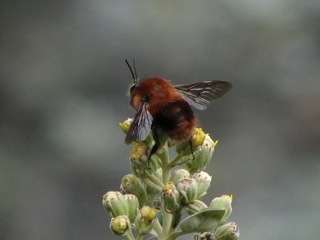 Bombus rubicundus, Ruddy Bumble Bee