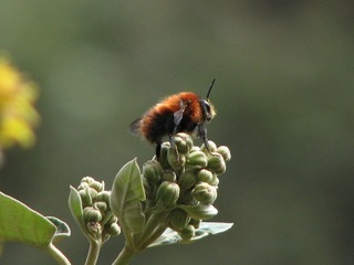 Bombus rubicundus, Ruddy Bumble Bee