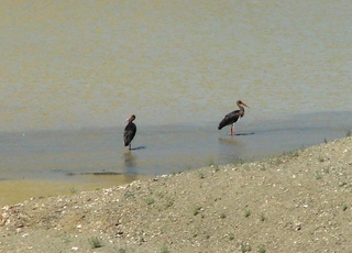 Ciconia nigra, Black Stork