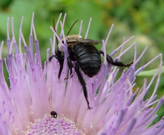 Melissodes desponsus, Thistle Long-horned Bee