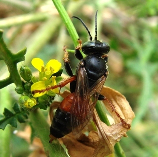 Tachytes, larrine wasp