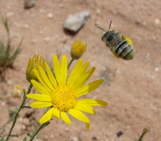 Anthophora curta, anthophorine bee