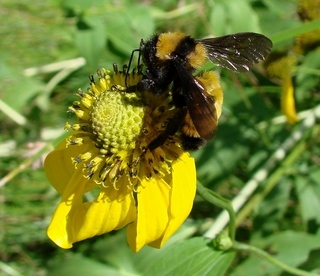 Bombus sonorus, Sonoran Bumble Bee