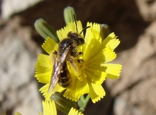 Andrena knuthiformis