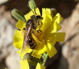 Andrena knuthiformis, mining bee