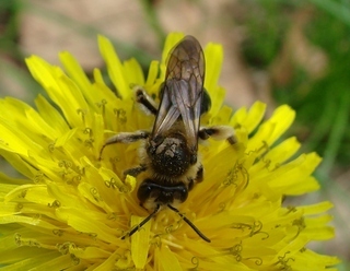 Andrena perplexa, Perplexing Andrena mining bee