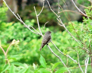 Muscicapa sibirica, Dark-sided Flycatcher