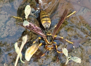 Polistes rothneyi, Rothneys Paper Wasp