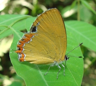Heliophorus, lycaenid butterfly