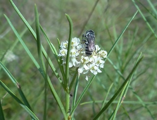 Megachile exilis parexilis
