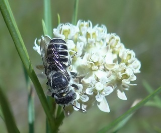 Megachile exilis parexilis
