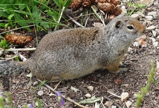 Spermophilus armatus, Uinta Ground Squirrel