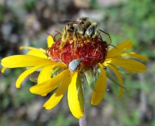 Melissodes confusus, Confusing Long-horned Bee