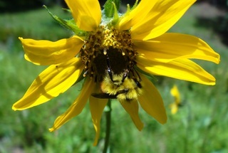 Bombus centralis, Great Basin Bumble Bee