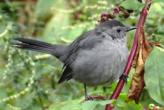 Dumetella carolinensis, Gray Catbird