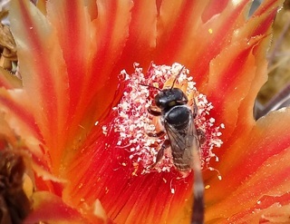 Lithurgus echinocacti, Echinocactus bee