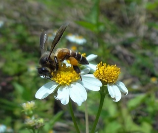 Apis dorsata, Giant Honey Bee
