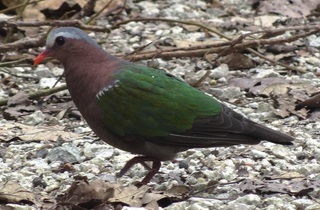 Chalcophaps indica, Common Emerald Dove