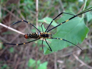 Nephila, giant wood spider