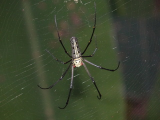 Nephila, spider